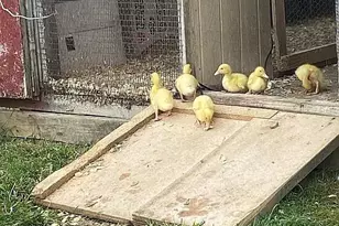 8433 Rolling Meadows, Grant Township, MI 48032 - Photo 15