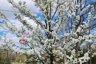 8471 45th St SE, Ada, MI 49301 - Photo 63