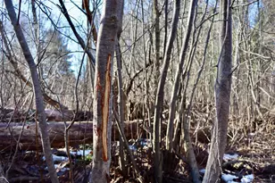 20334 11 Mile Rd, Leroy, MI 49655 - Photo 17