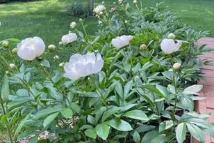 1335 Sierra Ave NW, Grand Rapids, MI 49534 - Photo 35