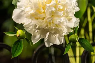 1512 Shadford Rd, Ann Arbor, MI 48104 - Photo 49