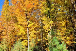 46 Camp Madron Rd, Buchanan, MI 49107 - Photo 49