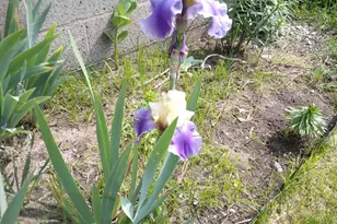 14 S 5th St, Morley, MI 49336 - Photo 11