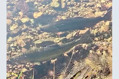 3833 E Creek Wood Drive, Chase, MI 49623 - Photo 13