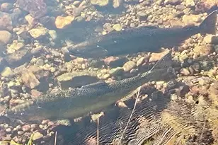 3833 E Creek Wood Dr, Chase, MI 49623 - Photo 13