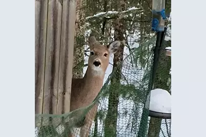 3833 E Creek Wood Drive, Chase, MI 49623 - Photo 5