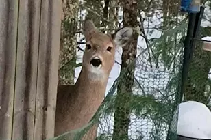 3833 E Creek Wood Dr, Chase, MI 49623 - Photo 5