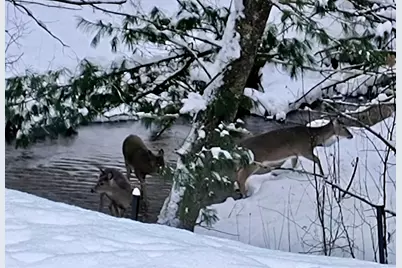 3833 E Creek Wood Drive, Chase, MI 49623 - Photo 11