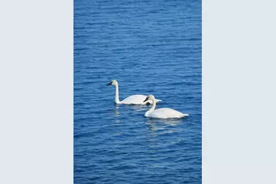 7738 N Indian Lake Drive, Scotts, MI 49088 - Photo 61