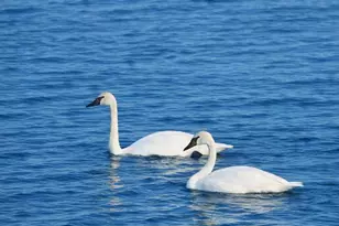 7738 N Indian Lake Dr, Scotts, MI 49088 - Photo 61