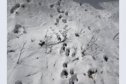 N 5th Avenue, Marion, MI 49665 - Photo 5