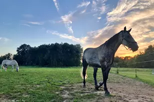 19250 Homer Rd, Marshall, MI 49068 - Photo 69