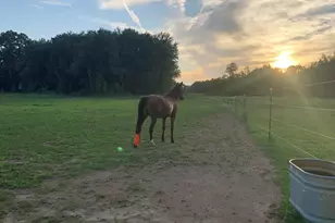 19250 Homer Rd, Marshall, MI 49068 - Photo 59