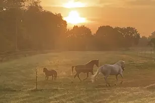 19250 Homer Rd, Marshall, MI 49068 - Photo 57