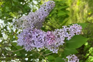 19250 Homer Rd, Marshall, MI 49068 - Photo 91