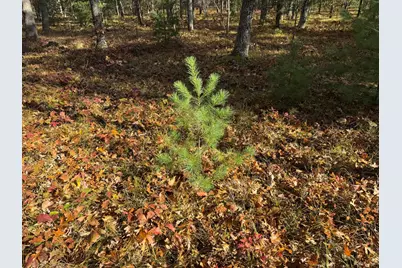 Parcel 7 County Line Road, Free Soil, MI 49411 - Photo 5