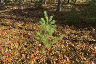 Parcel 7 County Line Rd, Free Soil, MI 49411 - Photo 5