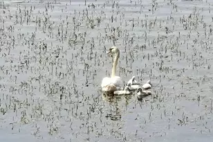 11159 W Perch Lake Dr W, Cement City, MI 49233 - Photo 83