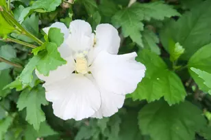 6246 S Brooklyn Rd, Jackson, MI 49201 - Photo 59