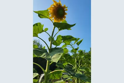 6246 S Brooklyn Road, Jackson, MI 49201 - Photo 63