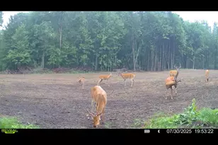 1398 12 Mile Rd, Remus, MI 49340 - Photo 67