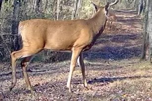 1398 12 Mile Rd, Remus, MI 49340 - Photo 103