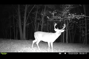 1398 12 Mile Rd, Remus, MI 49340 - Photo 105