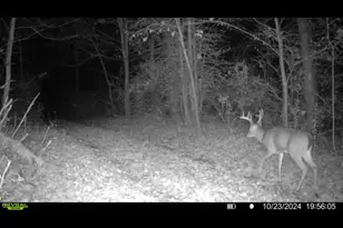360 12 Mile Rd, Remus, MI 49340 - Photo 105