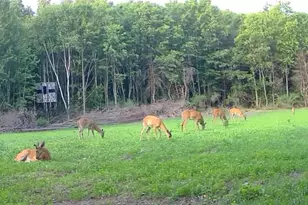 360 12 Mile Rd, Remus, MI 49340 - Photo 81