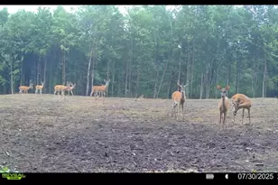 360 12 Mile Rd, Remus, MI 49340 - Photo 95