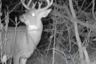 360 12 Mile Rd, Remus, MI 49340 - Photo 83