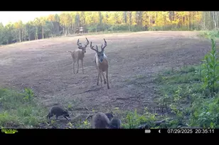 360 12 Mile Rd, Remus, MI 49340 - Photo 65