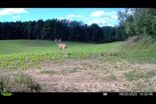 360 12 Mile Rd, Remus, MI 49340 - Photo 91