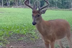 360 12 Mile Rd, Remus, MI 49340 - Photo 75