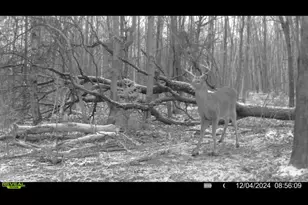 360 12 Mile Rd, Remus, MI 49340 - Photo 63