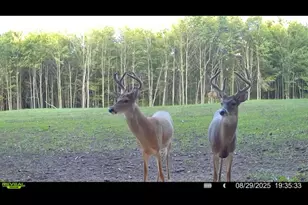 360 12 Mile Rd, Remus, MI 49340 - Photo 89