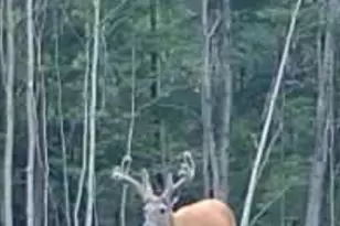 360 12 Mile Rd, Remus, MI 49340 - Photo 97