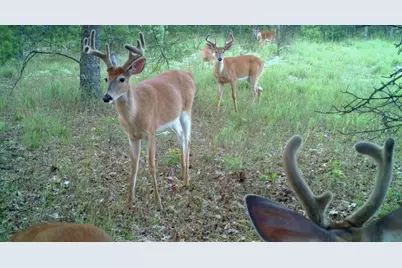 10652 N River Road #E, Irons, MI 49644 - Photo 9