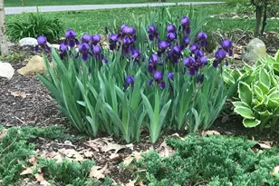 4080 Joanne Ct, Ann Arbor, MI 48103 - Photo 87