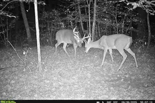 10345 Red Oak Ridge, Howard City, MI 49329 - Photo 95