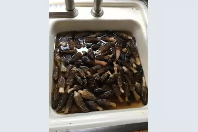 40+/- Acres 48th Street, Chase, MI 49623 - Photo 19