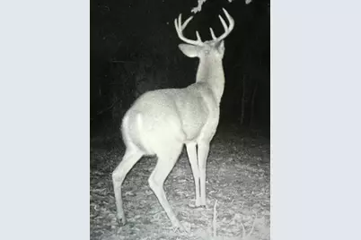 40+/- Acres 48th Street, Chase, MI 49623 - Photo 17