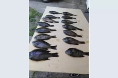 00 Perch Lake Drive, Bitely, MI 49309 - Photo 11