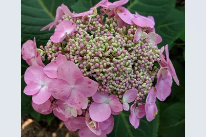 19 Westbury Court, Ann Arbor, MI 48105 - Photo 85