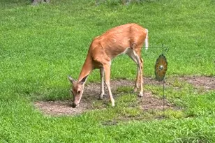 9995 Community Hall Rd, Union Pier, MI 49129 - Photo 33