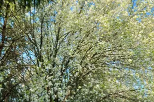 1923 Woodbine Dr, Canton, MI 48188 - Photo 41