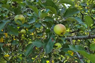 7202 21 Mile Rd, Evart, MI 49631 - Photo 67