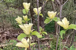 8949 Stadium Dr, Kalamazoo, MI 49009 - Photo 59