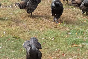 9562 S Rainbow Lake Dr, Baldwin, MI 49304 - Photo 31