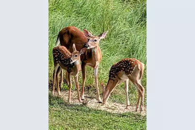 9562 S Rainbow Lake Drive, Baldwin, MI 49304 - Photo 35